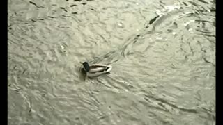 A german Duck is swimming against the flow of the creek. Video