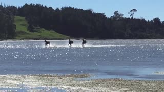 Racing around the beach