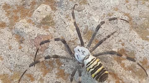 Very dangerous Tiger Spider