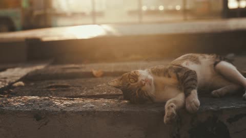 A Tabby Cat Lying Down
