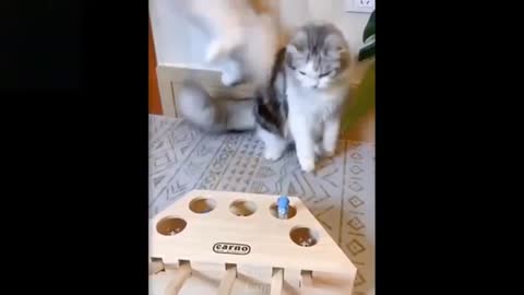Watch these cats go crazy, really funny stuff