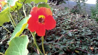 A bumblebee collects nectar on a nasturtium in Germany in October at 17 degrees Celsius. VIDEO