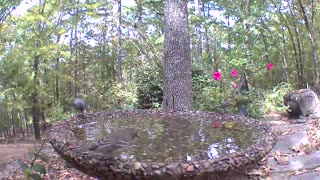 Titmouse dance in birdbath