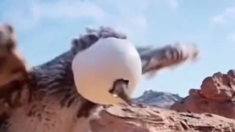 A funny moments when Eagle Bird attack Marmot/Animals Survival /Animals attack