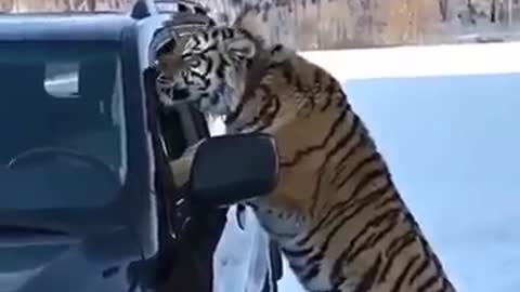 Tiger vs Alabai