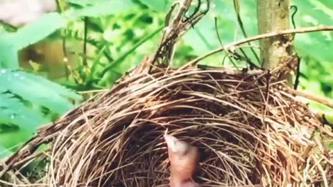 Great mother ❤️ #birds #baby #nature