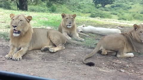 Lioness Tries To Hitch A Ride At Drive Through Safari