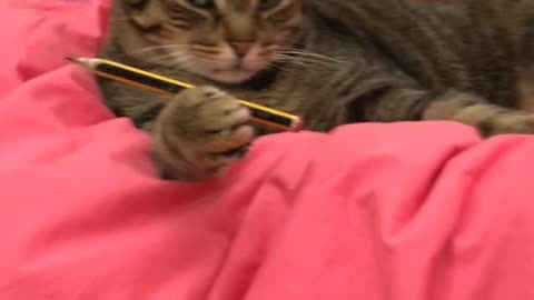 Brown cat holds a pencil with his paw