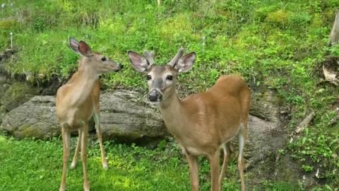 THIS DEER WANTS TO HANG OUT