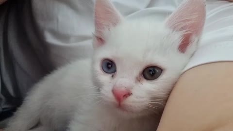 My kitten is looking at herself