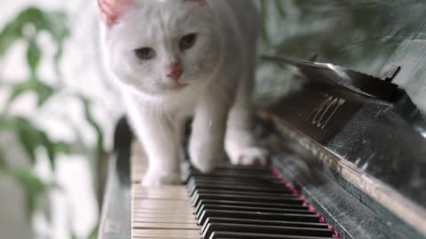 Funny Cat Playing Pianos