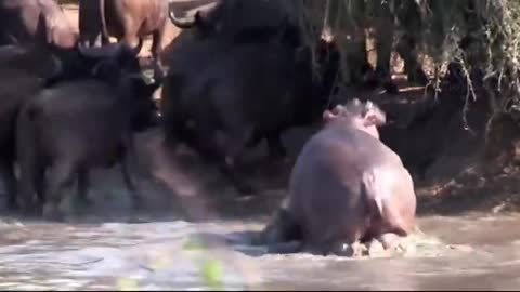 Crazy Terrible powerful of Wide Mouthed Hippo! Kills alot of animals