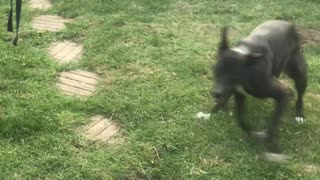 Ecstatic Dog Shows Her Backyard Zoomies