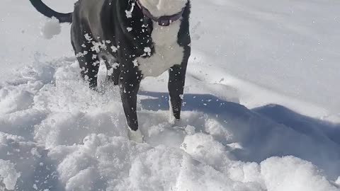 Pittie eats snow then fingers