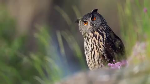 ☆ Eagle Owl ☆