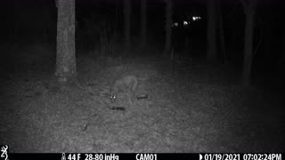 Neighbor's dog steals the raccoon's snack 1-19-21