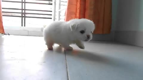 Beautiful Pomeranian Puppy For Sale