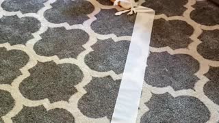 Corgi Carries off a Long Trail of Toilet Paper