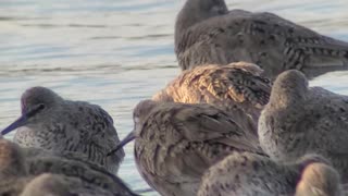 Godwits or Willets in Elkhorn Slough