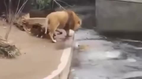 Funny video of animal Two Lions 2021