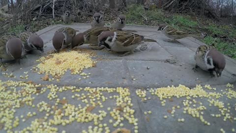 Birds feeding them selves