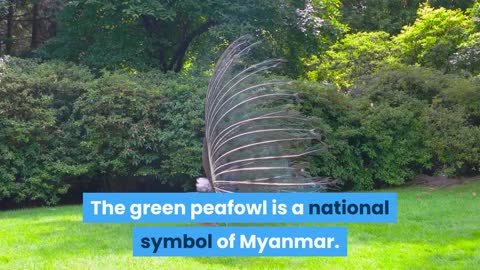 Peafowl facts