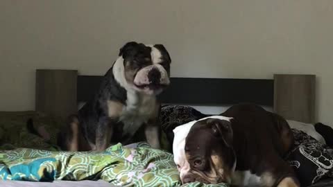 Bulldogs being silly!