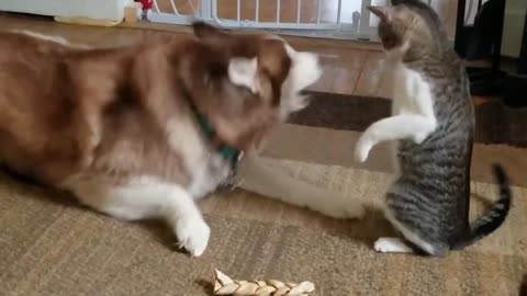 Cat vs Husky