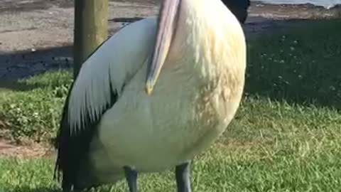 Pelican serenity