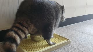 Well trained raccoon learns to use toilet without a mess