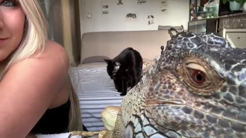 Iguana talks on webcam