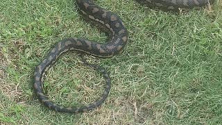 Large Carpet Python