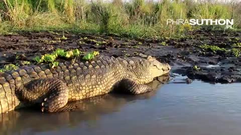 Lake Chamo Nile crocodile_Cut.mp4
