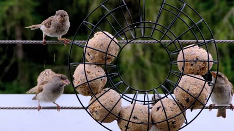 Small prity birds eating foods