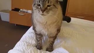 Cat Has a Big Sneeze