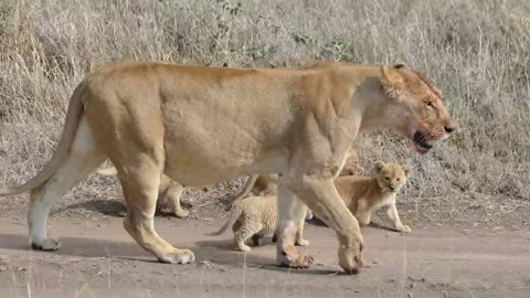 (orginal audio) ADORABLE SIX LION CUBS enjoy their first outdoor.