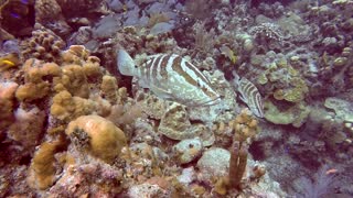 Grouper protects fish from diver