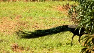 Watch the female peacock look very beautiful