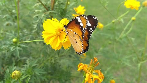 the butterfly in nature