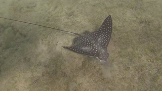 The incredible swim of Spotted Eagle Ray