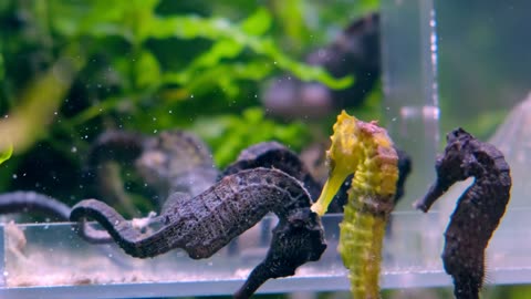 group of seahorse floating-in a fish tank