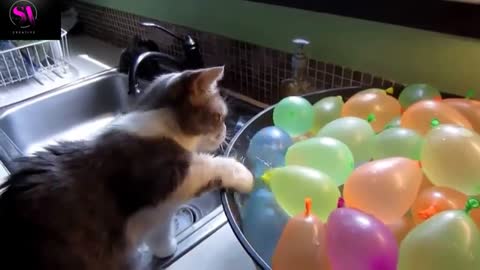 Funny Cats and Kittens Meowing Compilation #Shorts