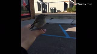 Small bird does not want to fly away from woman