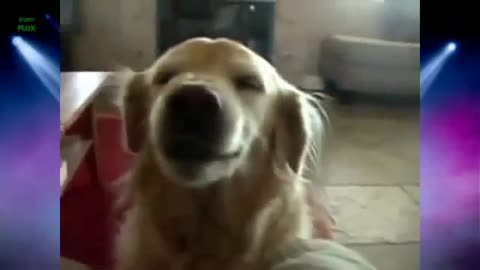 Golden Retriever smiling sweet from ear to ear and verry funny