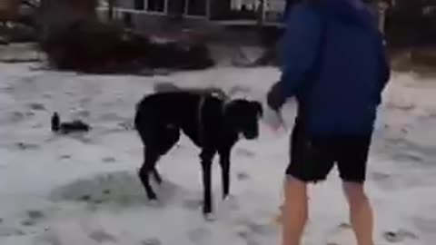 Great Dane playing on the beach