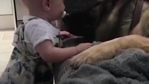 Big Dog Loves His Little Baby Girl - The Dodo