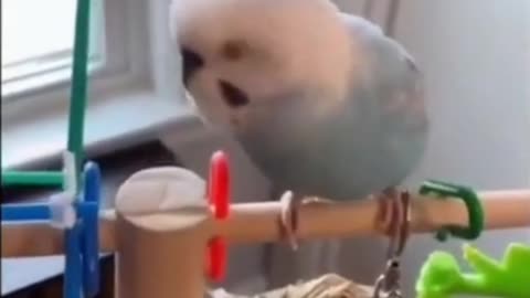 Parrot imitating a lion's voice