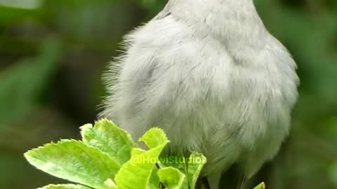 Beautifull bird sound.. At nature