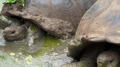 Feeding turtles