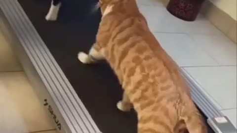 Cats exercising